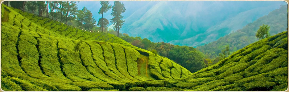 Kerala Hill Stations tour packages. Himaharsham Vagamon is plantation homestay with lot of facilities. Affordable accomodation in Vagamon.